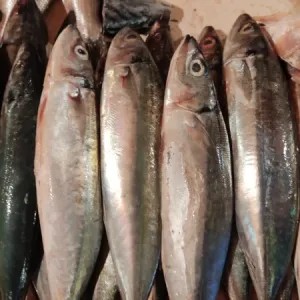 ikan gembung layang 1kg