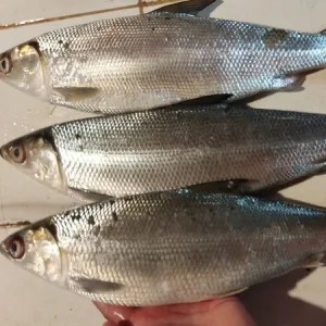ikan bandeng besar 1kg