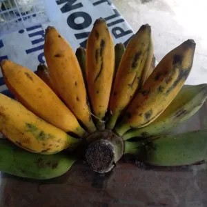 Pisang raja temen