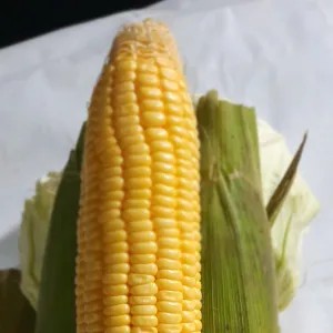 jagung manis besar 1 buah