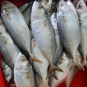Ikan Kembung Banjar