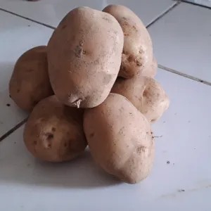 Kentang 1kg