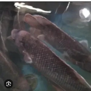 ikan gurame hidup 1 kg