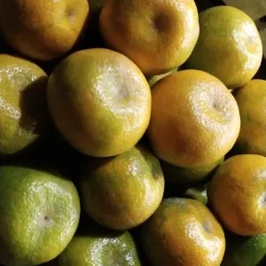 jeruk tawang mangu  batu manis