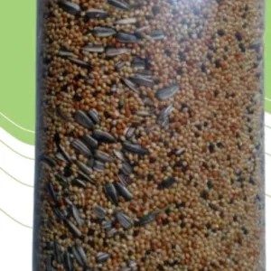 millet campur lovebird