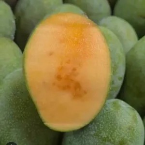 mangga manalagi jumbo masak pohon fresh