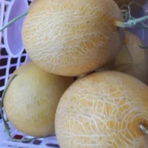 melon inthanon manis