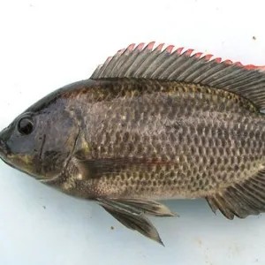 ikan mujair 1 kg