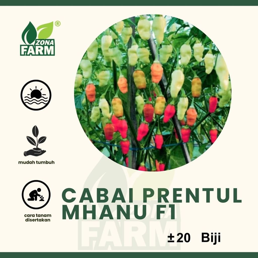 Benih cabai prentul mhanu f1 Unggul 20 Biji