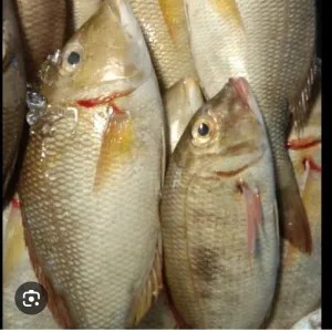 Ikan kakap 1 ekor
