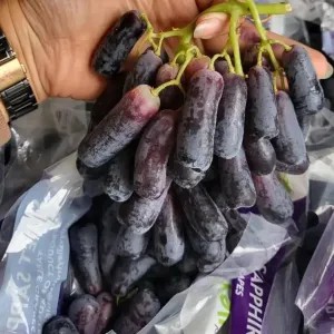 anggur saphire/moondrop