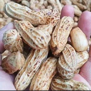 Kacang Tanah Madu 1kg