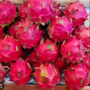 Buah naga merah 1kg