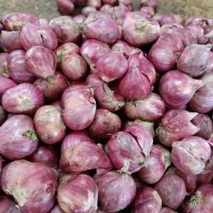 bawang merah brebes 1kg