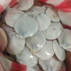 Kerang simping 1kg