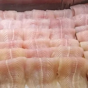Fillet Ikan Patin Dory