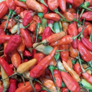 cabai Rawit merah/rawit Domba/Rawit setan / Cabe