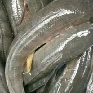 IKAN GABUS SEGAR