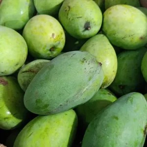 Mangga gadung Mentah 1kg