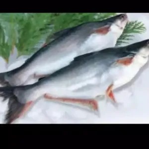 ikan patin 1kg