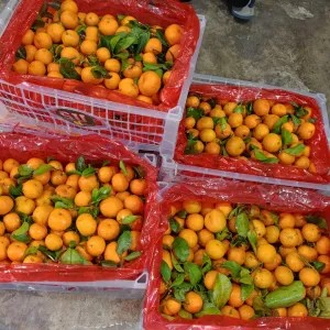 Santang Birma jamin maniss