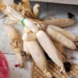 jagung utuh kering 3 biji