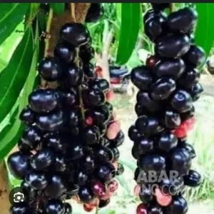 buah juwet 1kg