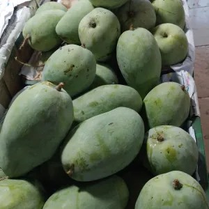 mangga gayam/pencit mangga muda1kg