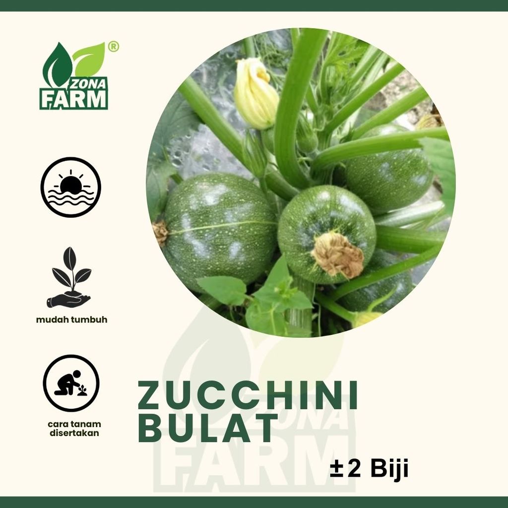 Benih zucchini bulat Unggul 2 Biji