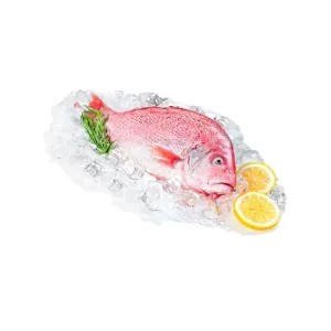 Ikan Kakap Merah 1 kg