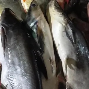 Patin 1 ekor (700gr)