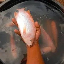 IKAN NILA (HIDUP) /1KG 1kg