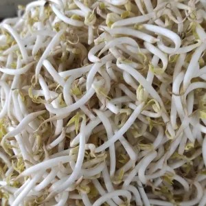 toge kacang ijo 250g