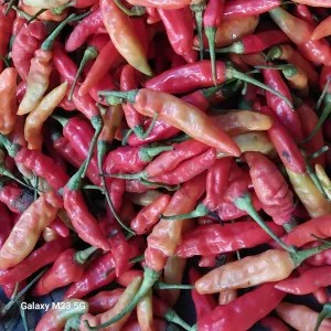 cengek domba merah 1kg