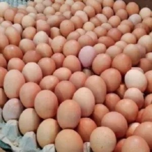 Telur Ayam Ras khusus bandung