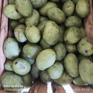 Mangga Manalagi 1kg