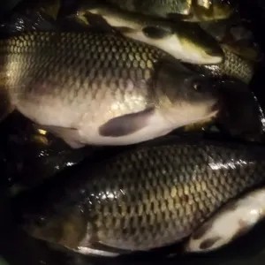 IKAN MAS HIDUP PULL TELOR BONUS BUMBU