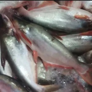 IKAN PATIN 1 KG + BUMBU PINDANG IKAN