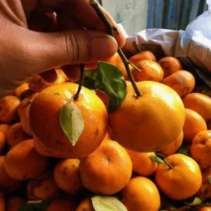 jeruk Siem madu bali