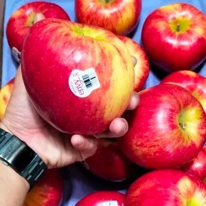 Apel Envy USA High Grade