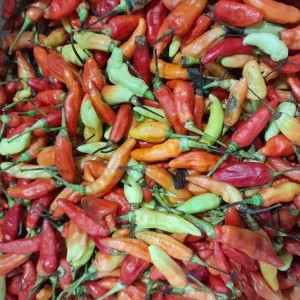 cabe rawit setan 1/4 kg 250g