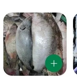 ikan kakap putih 1kg