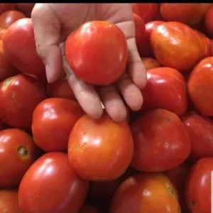 tomat buah besar500g