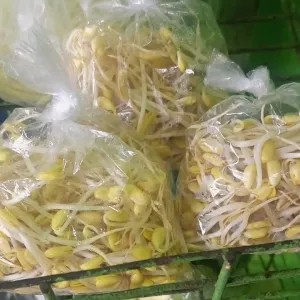 Toge kedelai panjang