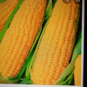 Jagung Manis 1Kg 1kg