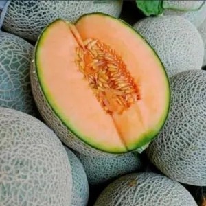 Melon Oren sakata