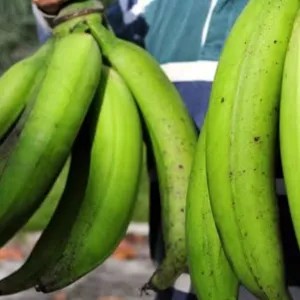 pisang tanduk mentah/setengah matang