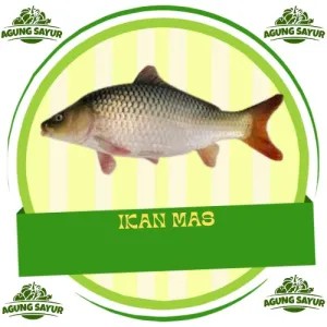 Ikan Mas Hidup 1Kg & 500gr