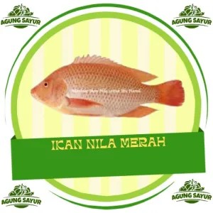 Ikan Nila Hidup 1 Kg & 500gr