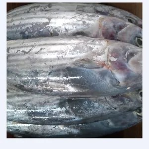 ikan tongkol 1kg